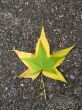 Two leaves