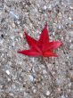 Red leaf