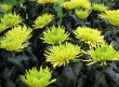 Chrysanthemums