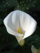 Calla-lily