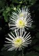 Chrysanthemums