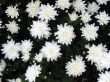 Chrysanthemums