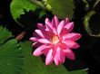 Water lily