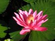Water lily
