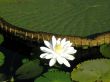 Water lily