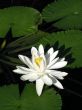 Water lily