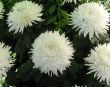 Chrysanthemums