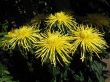 Chrysanthemums