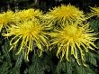Chrysanthemums