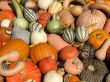 Harvest