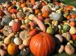 Harvest