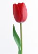 Isolated flower