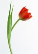 Isolated flower