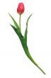 Isolated flower