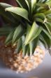Freshness pineapple