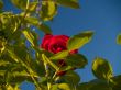 Natural Rose Frame