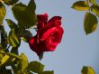 Garden Rose Frame