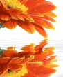 gerbera daisy with reflections