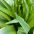 Foliage abstraction