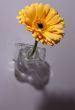 floral concept