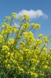 Yellow fields