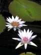 Water lilies