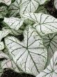 Caladium