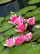 Water lilies