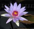 Water lily