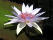 Water lily