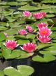 Water lilies