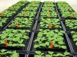 Greenhouse