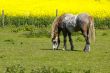 Grazing Horse