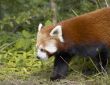 Red Panda