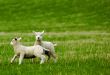 Spring Lambs