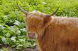 Highland Cow