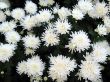 Chrysanthemums