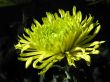 Chrysanthemum
