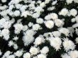 Chrysanthemums