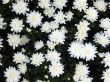 Chrysanthemums