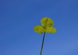 white clover leaves