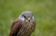 european eagle owl