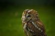 tawny owl