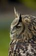 european eagle owl