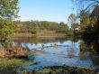 Canadian geese