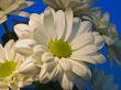 Asters
