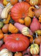 Harvest