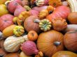 Harvest