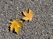 Leaves in fall
