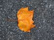 Leaves in fall
